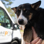 Move pets internationally from India
